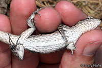 Long-tailed Brush Lizard