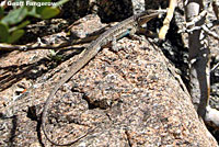 Long-tailed Brush Lizard