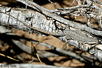 Long-tailed Brush Lizard