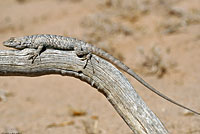 Long-tailed Brush Lizard