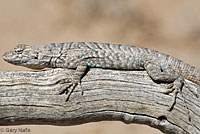 Long-tailed Brush Lizard