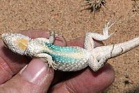 Long-tailed Brush Lizard