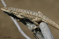 Long-tailed Brush Lizard