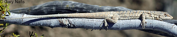 Long-tailed Brush Lizard