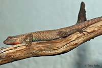 Long-tailed Brush Lizard