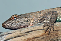 Long-tailed Brush Lizard