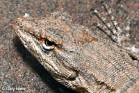 Long-tailed Brush Lizard