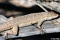 Long-tailed Brush Lizard