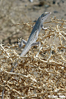 Long-tailed Brush Lizard