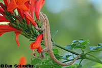 Long-tailed Brush Lizard