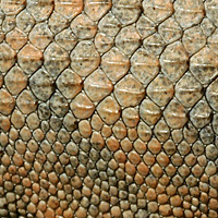 lizard skin