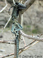 fence lizard with ticks