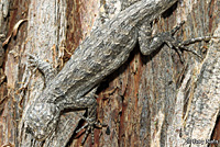 Long-tailed Brush Lizard