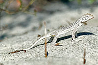 Coachella Valley Fringe-toed Lizard