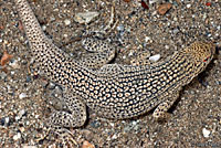 Coachella Valley Fringe-toed Lizard