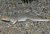 Coachella Valley Fringe-toed Lizard