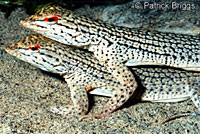 Coachella Valley Fringe-toed Lizards