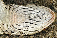 Coachella Fringe-toed Lizard