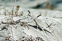 Coachella Valley Fringe-toed Lizard