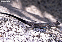 Baja California Brush Lizard