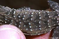 Baja California Brush Lizard