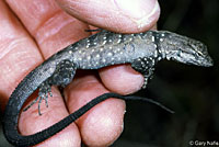 Baja California Brush Lizard