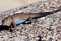 Baja California Brush Lizard