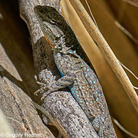 Baja California Brush Lizards