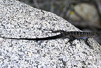 Baja California Brush Lizard