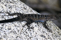 Baja California Brush Lizard