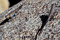 Baja California Brush Lizards