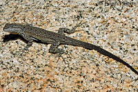 Baja California Brush Lizard