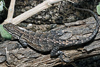 Baja California Brush Lizard