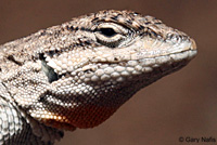 Baja California Brush Lizard