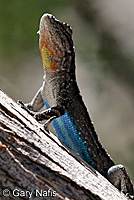 Baja California Brush Lizard