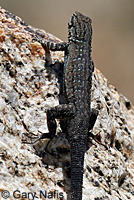 Baja California Brush Lizard