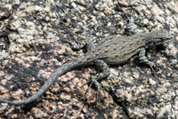 Baja California Brush Lizard