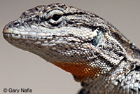 Baja California Brush Lizard