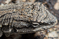 Baja California Brush Lizard