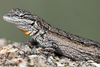 Baja California Brush Lizard