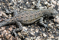 Baja California Brush Lizard