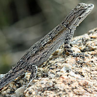 Baja California Brush Lizard