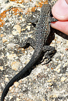 Baja California Brush Lizard