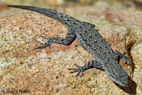 Baja California Brush Lizard