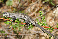 Baja California Brush Lizard