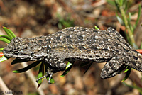 Baja California Brush Lizard