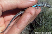 Baja California Brush Lizard