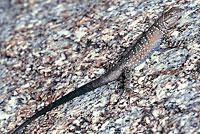 Baja California Brush Lizard