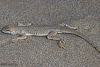 Colorado Desert Fringe-toed Lizard