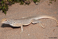 Colorado Desert Fringe-toed Lizard